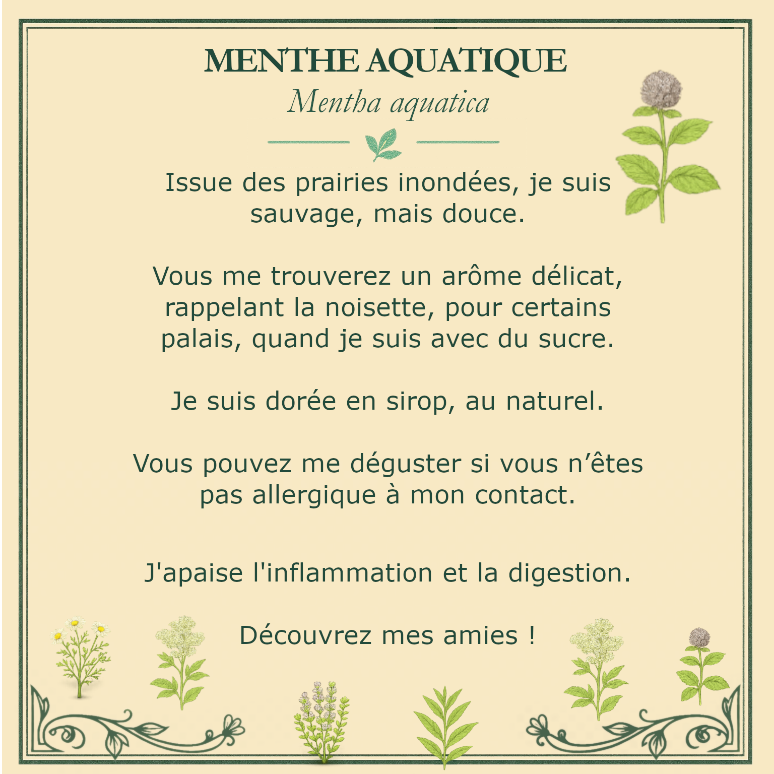 Carte botanique de menthe aquatique