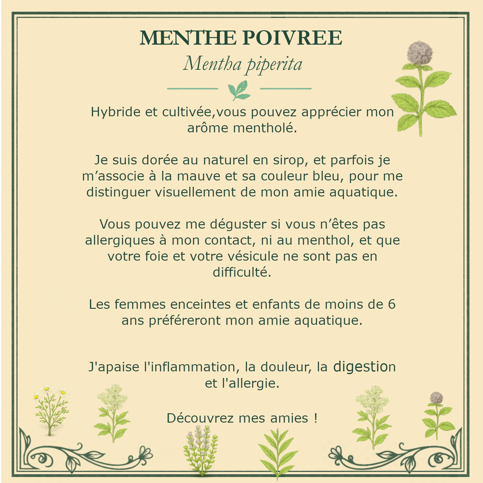 Carte botanique de menthe poivrée