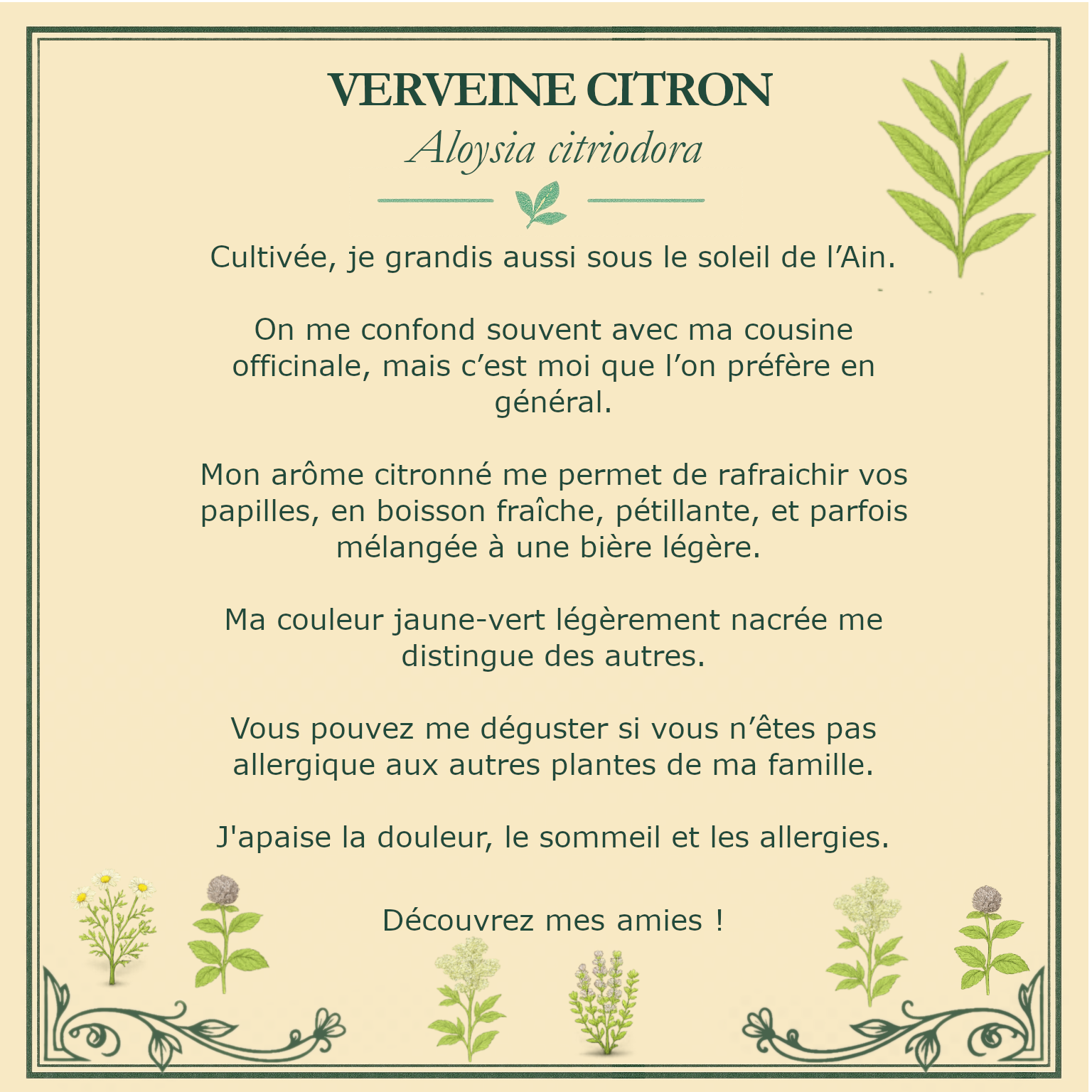 Carte botanique de verveine citron